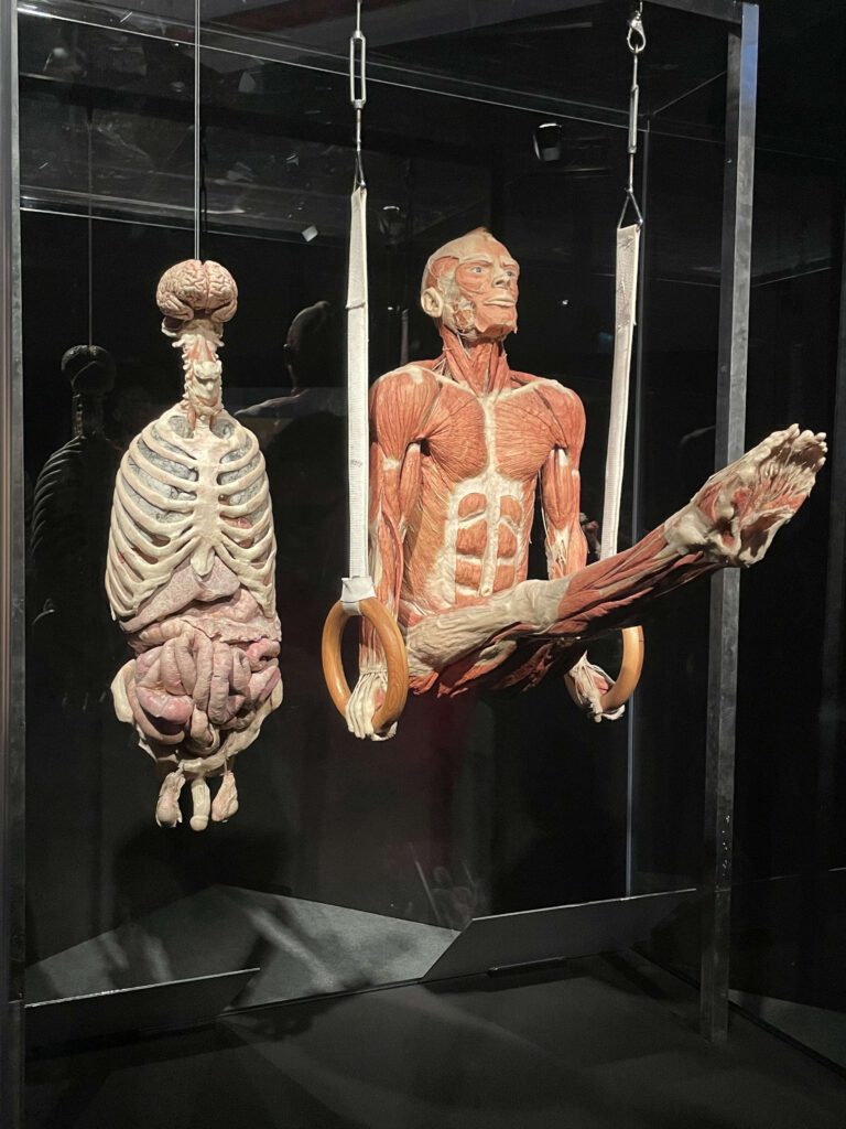 Mehr über den Artikel erfahren WPU Biologie besucht „Körperwelten“ in Hannover