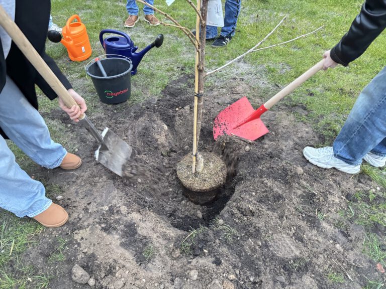 Mehr über den Artikel erfahren Mit Engagement, Planung und Teamgeist – Unser Projekt „Bäume fürs Hölty“