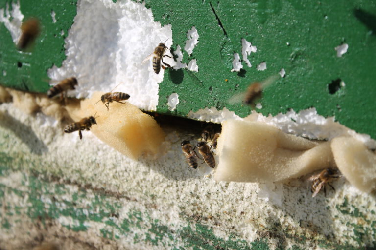 Mehr über den Artikel erfahren Anzahl der Höltyaner schlagartig gestiegen: 🐝 Zwei Bienenvölker ziehen ein!